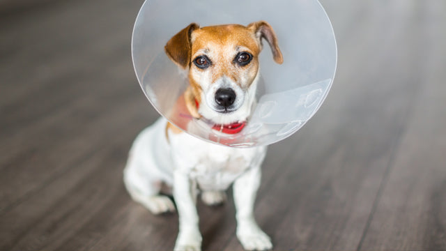 The Importance of Spaying Or Neutering Your Dog