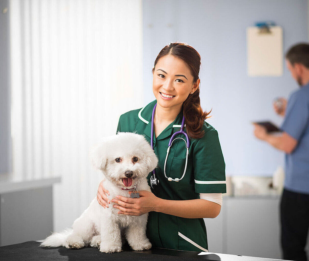 Top Vet Tips for dog owners: Veterinarians approved