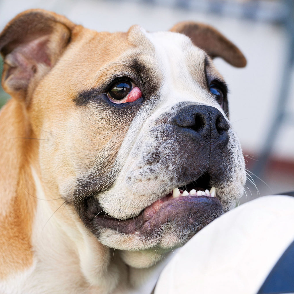 Cherry Eye In Dogs – What is it and how to treat it?