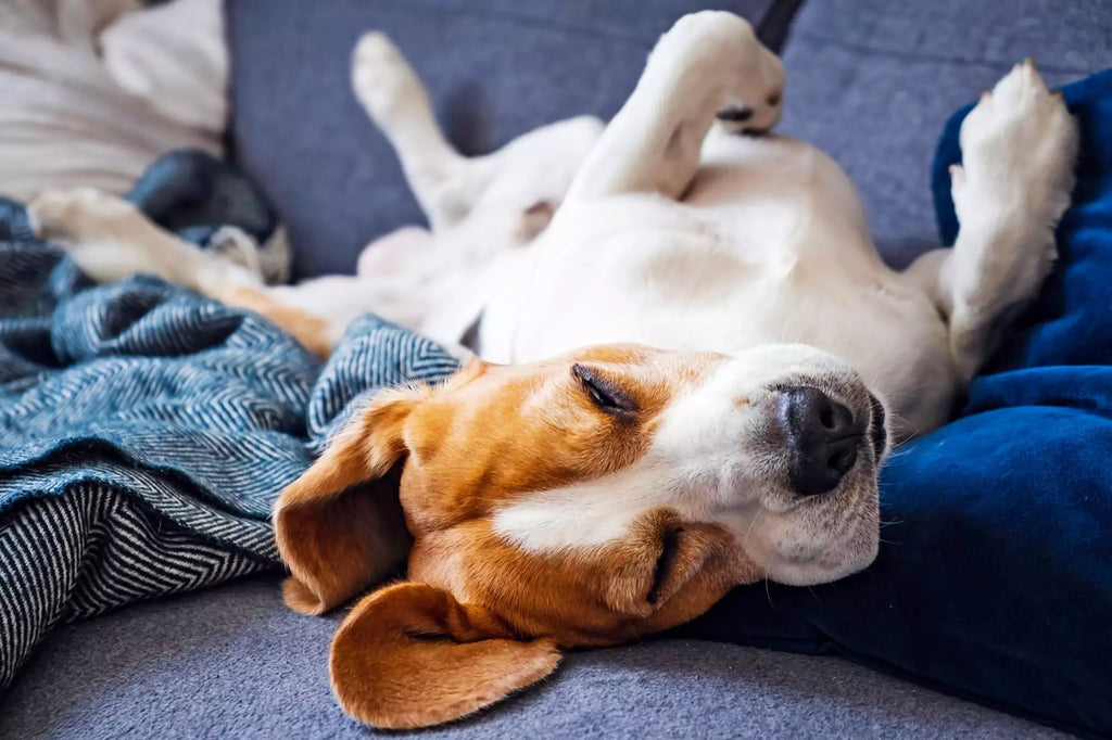 Top 4 Sleep Disorders in Dogs and How You Can Fix Them